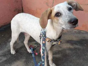 Cachorro raça SRD idade 7 a 11 meses nome Pandora