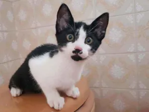 Gato raça Srd  idade 2 a 6 meses nome Kokomo