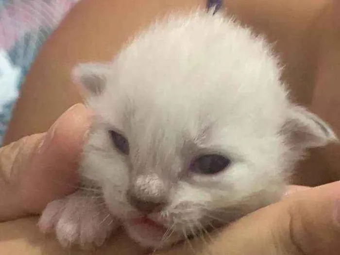 Gato ra a Siamês  idade Abaixo de 2 meses nome Gatinhos