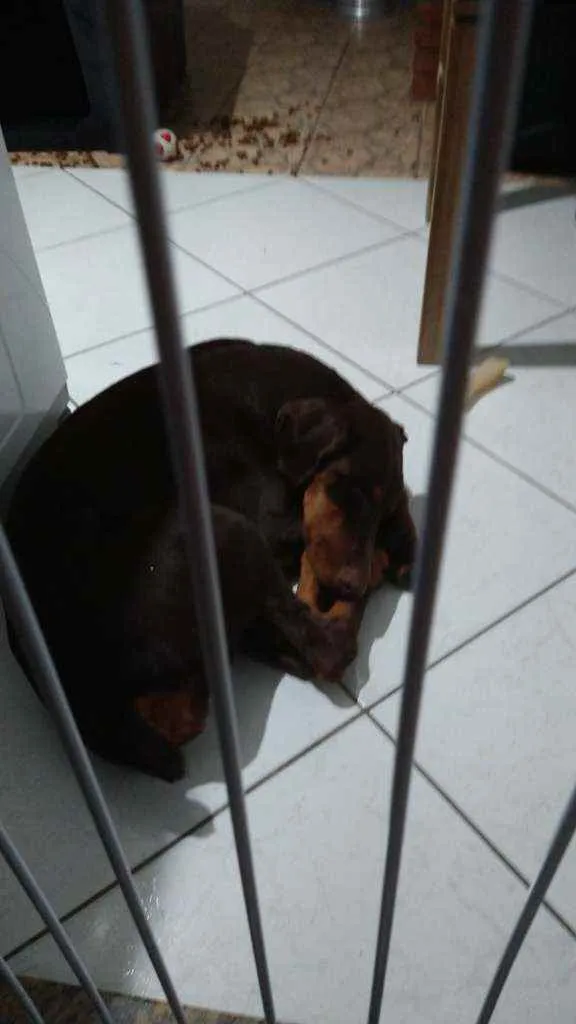 Cachorro ra a Dobermann idade 7 a 11 meses nome Mel