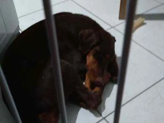 Cachorro ra a Dobermann idade 7 a 11 meses nome Mel