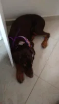 Mel