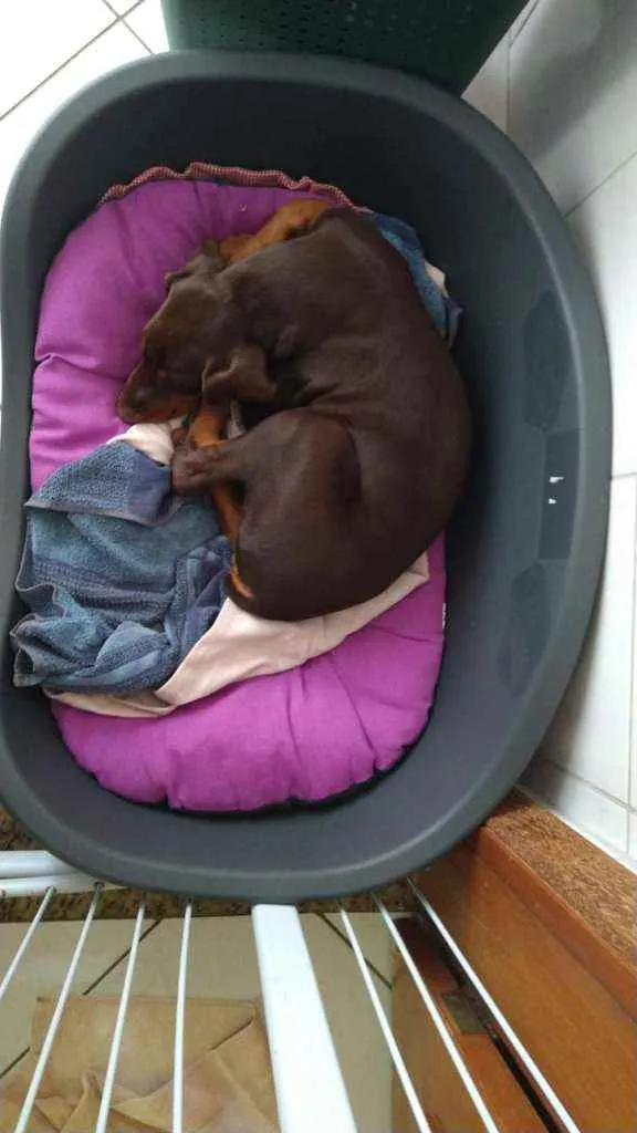Cachorro ra a Dobermann idade 7 a 11 meses nome Mel