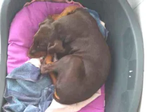 Cachorro raça Dobermann idade 7 a 11 meses nome Mel