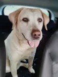 Desconhecido