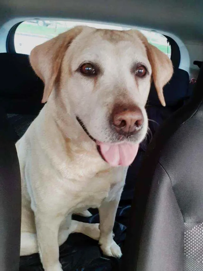 Cachorro ra a Labrador Retriever idade 5 anos nome Desconhecido