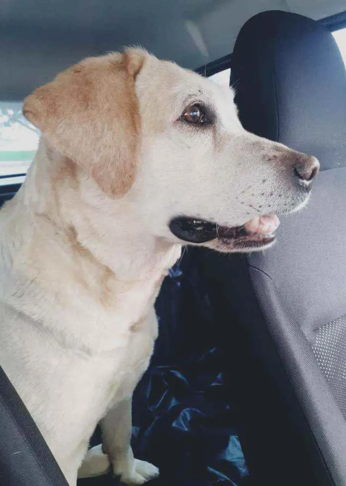 Cachorro ra a Labrador Retriever idade 5 anos nome Desconhecido