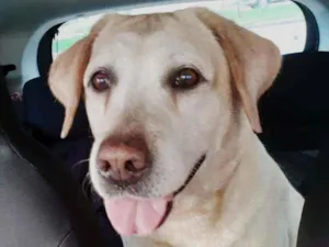 Cachorro raça Labrador Retriever idade 5 anos nome Desconhecido