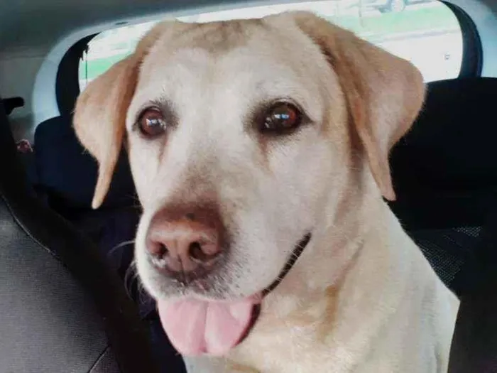 Cachorro ra a Labrador Retriever idade 5 anos nome Desconhecido
