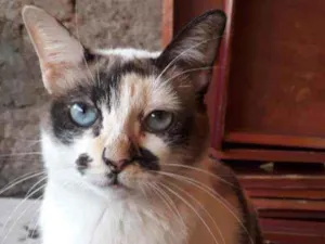 Gato raça Sem Raça Definida idade 4 anos nome Sem nomes