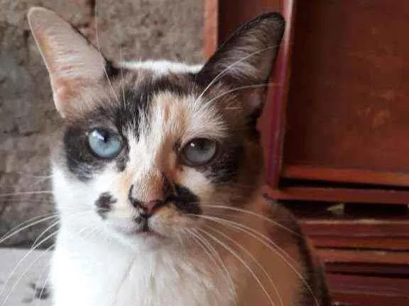 Gato ra a Sem Raça Definida idade 4 anos nome Sem nomes