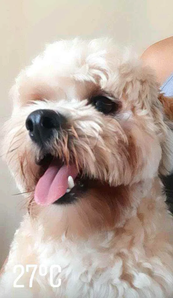 Cachorro raça Lhasa Apso  idade 2 anos nome Lype 