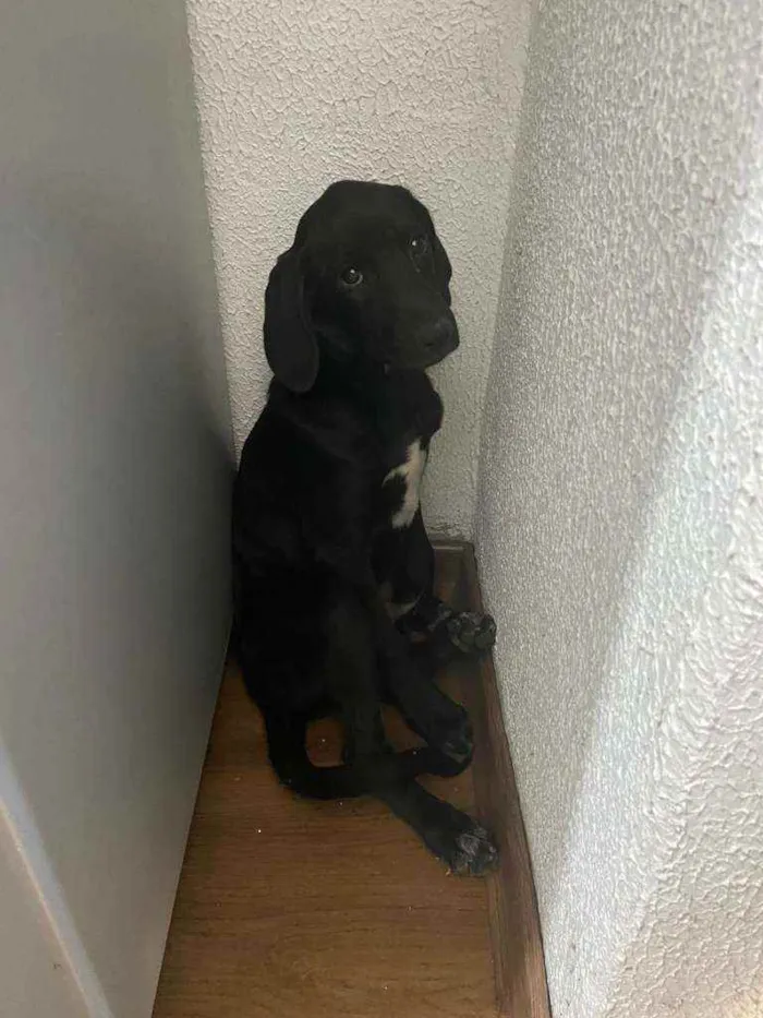 Cachorro raça  idade  nome Desconhecido