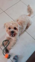 Cachorro raça Lhasa Apso  idade 2 anos nome Lype 