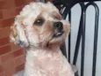Cachorro raça Lhasa Apso  idade 2 anos nome Lype 