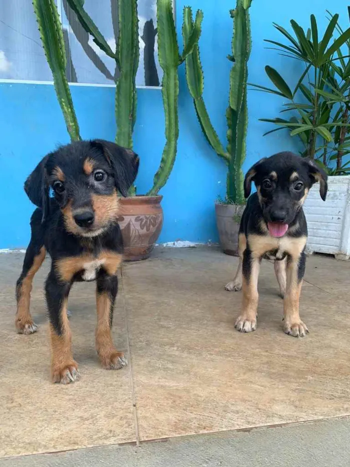 Cachorro ra a Vira lata idade Abaixo de 2 meses nome Sem nome por enquant