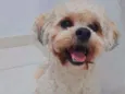 Cachorro raça Lhasa Apso  idade 2 anos nome Lype 