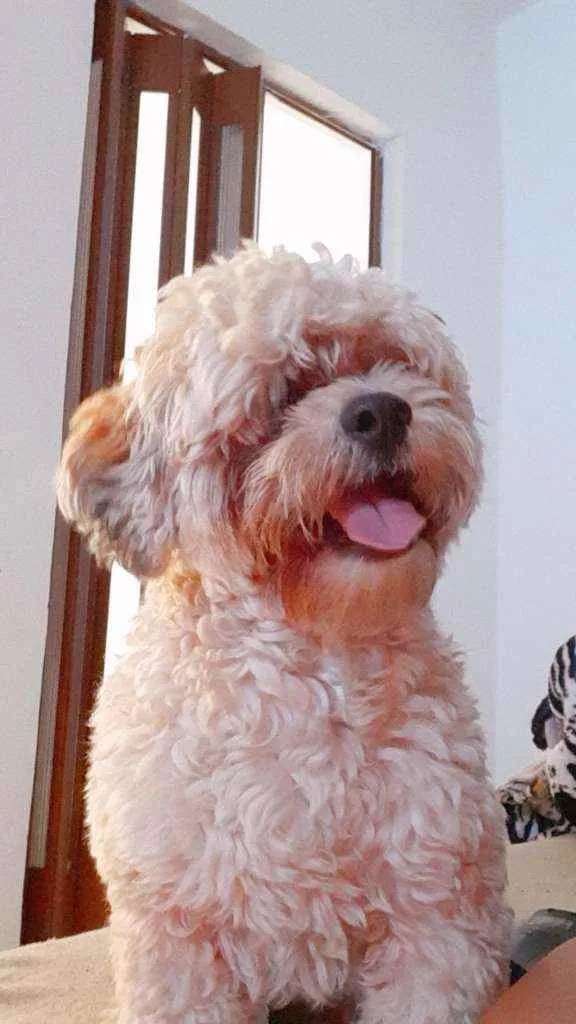 Cachorro raça Lhasa Apso  idade 2 anos nome Lype 