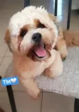 Cachorro raça Lhasa Apso  idade 2 anos nome Lype 