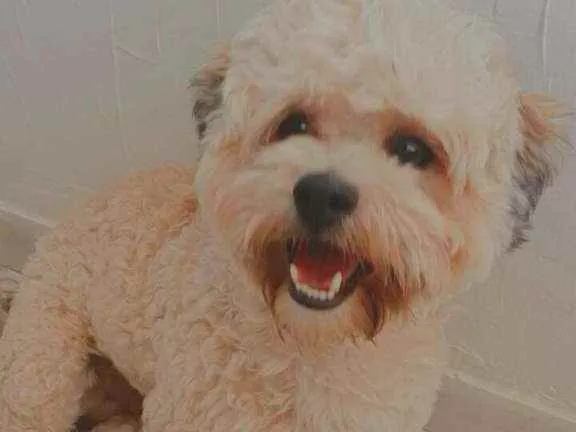 Cachorro raça Lhasa Apso  idade 2 anos nome Lype 