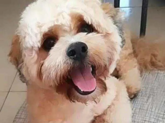 Cachorro raça Lhasa Apso  idade 2 anos nome Lype 