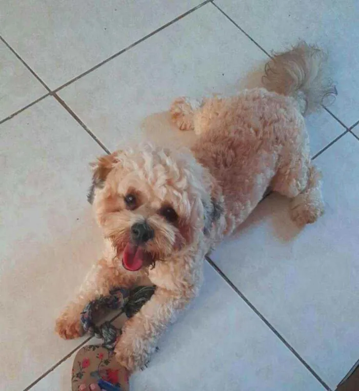 Cachorro raça Lhasa Apso  idade 2 anos nome Lype 