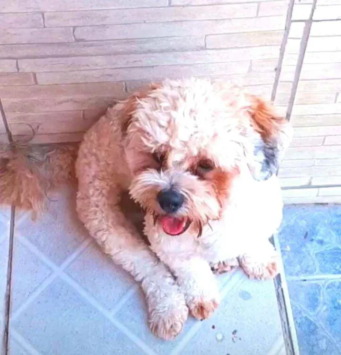 Cachorro raça Lhasa Apso  idade 2 anos nome Lype 