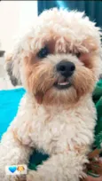 Cachorro raça Lhasa Apso  idade 2 anos nome Lype 