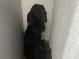Desconhecido