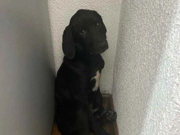 Cachorro raça  idade  nome Desconhecido