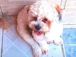 Cachorro raça Lhasa Apso  idade 2 anos nome Lype 