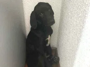 Cachorro raça  idade  nome Desconhecido