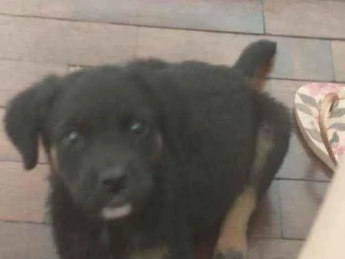 Cachorro raça Srd pequeno idade 2 a 6 meses nome Eros