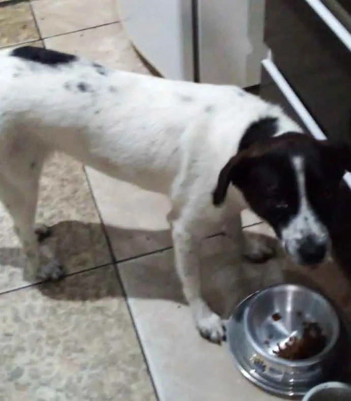 Cachorro raça Srd idade 1 ano nome Rosinha