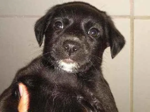 Cachorro ra a Não sei idade 2 a 6 meses nome Não tem ainda 