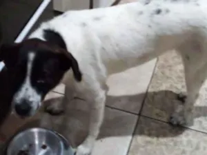 Cachorro raça Srd idade 1 ano nome Rosinha