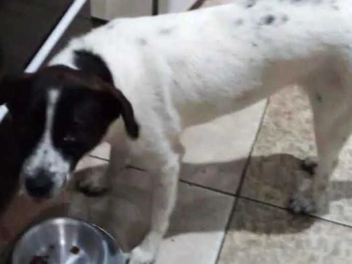 Cachorro raça Srd idade 1 ano nome Rosinha