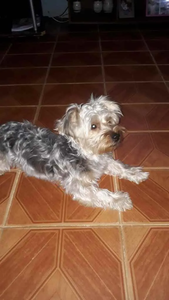 Cachorro ra a Yorkshire  idade 1 ano nome Yorkshire 