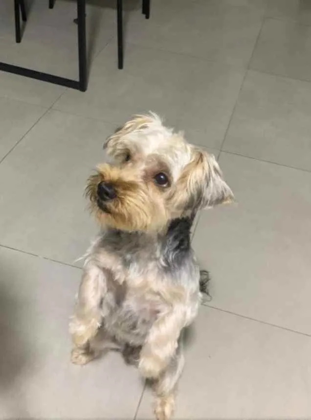 Cachorro ra a Yorkshire  idade 1 ano nome Yorkshire 