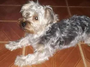 Cachorro raça Yorkshire  idade 1 ano nome Yorkshire 