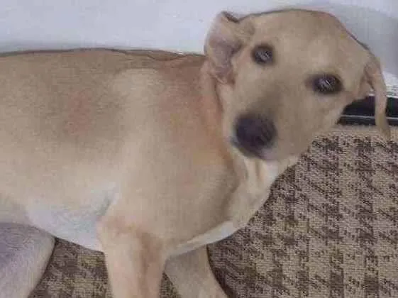 Cachorro ra a Lavrador idade 2 a 6 meses nome Mel