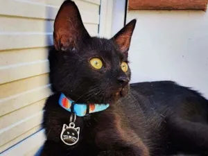 Gato raça SRD idade 2 a 6 meses nome ...