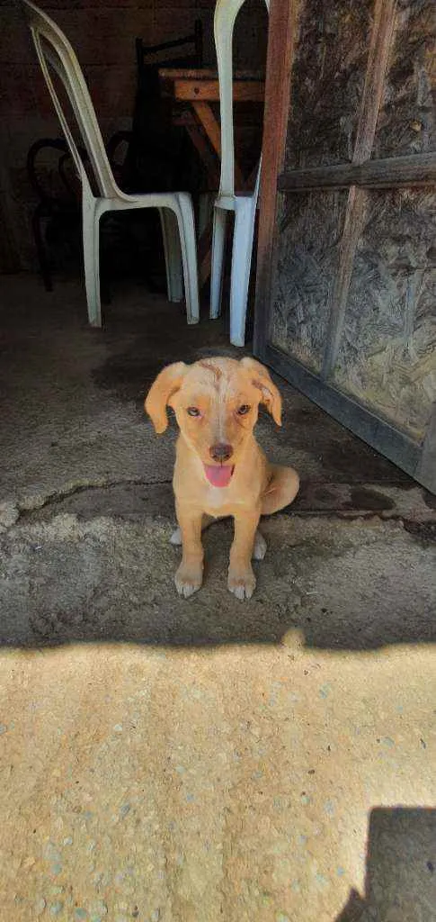 Cachorro ra a Srd idade Abaixo de 2 meses nome Nicole 