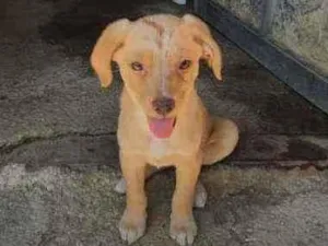 Cachorro raça Srd idade Abaixo de 2 meses nome Nicole 