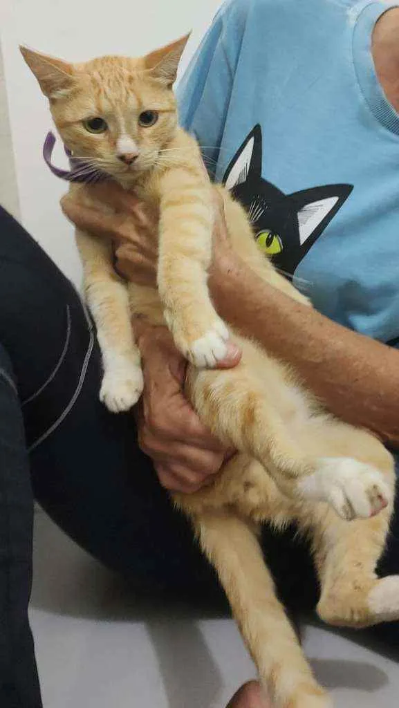 Gato raça Srd idade 1 ano nome Tedy