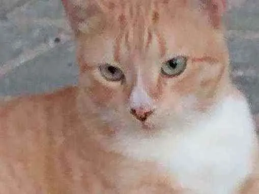 Gato raça Srd idade 1 ano nome Tedy