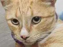 Gato raça Srd idade 1 ano nome Tedy