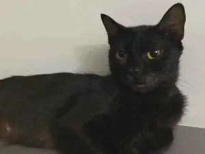 Gato raça SRD idade 7 a 11 meses nome Mitens 