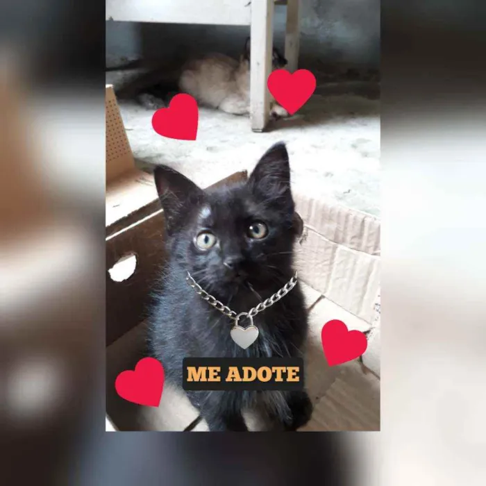 Gato ra a FILHOTES idade Abaixo de 2 meses nome SEM NOME