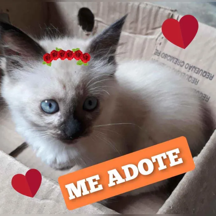 Gato ra a FILHOTES idade Abaixo de 2 meses nome SEM NOME